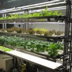 野菜栽培装置　 IKEDA「ミニベジ」　栽培品種